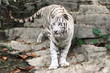 beautiful endangered white tiger in Guangzhou,  China