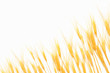 Wheat isolated on white Wheat isolated on white