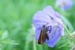 Foto: Nature Nature