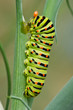 Papilio Machaon