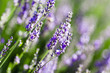 Lavande fleur - lavender flower