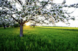 Apfelbaum im Sonnenuntergang