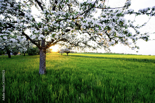 Photo: Apfelbaum im Sonnenuntergang Apfelbaum im Sonnenuntergang