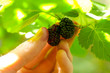 black mulberries black mulberries