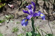 Iris.