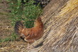 poule