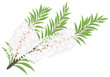Melaleuca - tea tree.