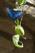 Blue morpho butterfly on carnivorous plant Blue morpho butterfly on carnivorous plant