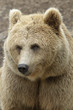 Female brown bear