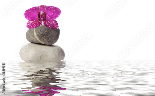 Foto: Orchideen-Blüte auf Steinen Orchideen-Blüte auf Steinen