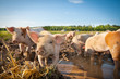 Photo: Many cute pigs on a pigfarm Many cute pigs on a pigfarm