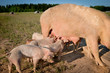 Some cute young pigs feeding on mom Some cute young pigs feeding on mom