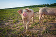 A young pig standing on a field A young pig standing on a field