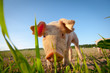 Shy young pig behind a grass straw Shy young pig behind a grass straw