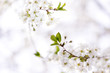 Blossom in spring