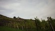Vineyard Timelapse Vineyard Timelapse