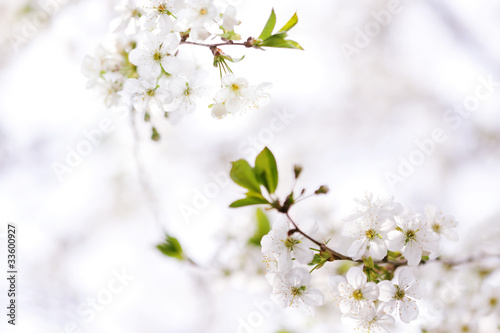 Photo: Blossom in spring Blossom in spring