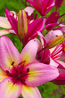 pink lily