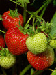 ripening strawberries