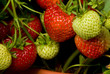 red and green strawberries