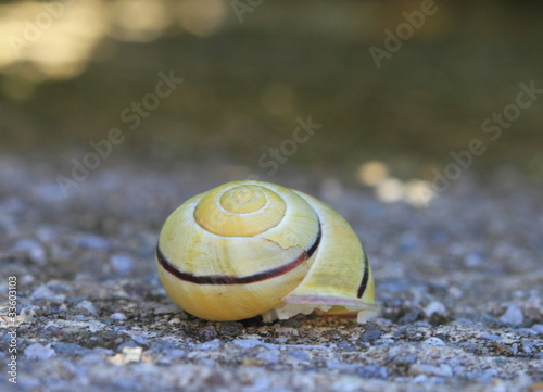 Photo: Guscio giallo di lumaca su asfalto Guscio giallo di lumaca su asfalto