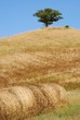 crete senesi - rotoballe crete senesi - rotoballe