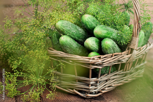 Photo: Harvest cucumbers in a basket Harvest cucumbers in a basket
