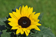 Sonnenblume01