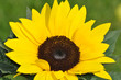Sonnenblume02