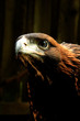 Golden eagle
