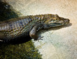 croc