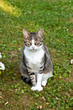 cute cat in the garden