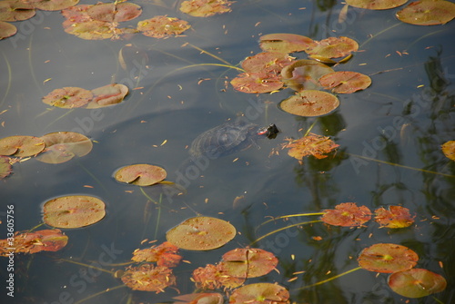 Photo: Turtle in the pond Turtle in the pond