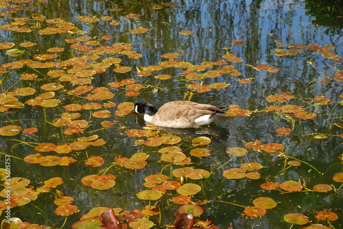 Photo: Canada Goose in the pond Canada Goose in the pond