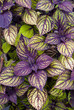 Coleus