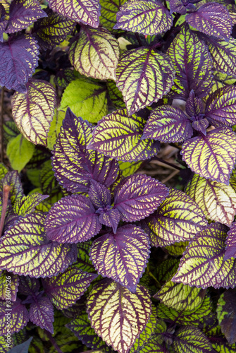 Photo: Coleus Coleus