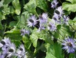 cardi azzurri - Eryngium alpinum