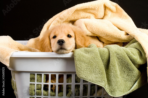 Photo: Puppy in a basket Puppy in a basket