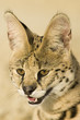 Serval