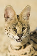 Serval