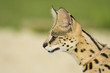Serval