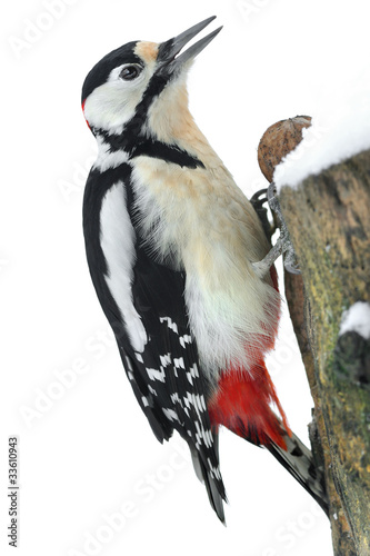 Photo: Specht 7 Specht 7