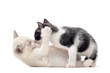 jeu de chatons