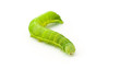 Green caterpillar Green caterpillar