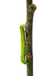 Caterpillar on a twig