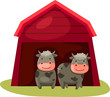 cows