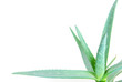 aloe leaves