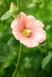 Pink mallow in the garden Pink mallow in the garden