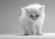 Cute white kitten