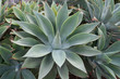 agave century plant - agaven pflanze
